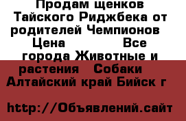 Продам щенков Тайского Риджбека от родителей Чемпионов › Цена ­ 30 000 - Все города Животные и растения » Собаки   . Алтайский край,Бийск г.